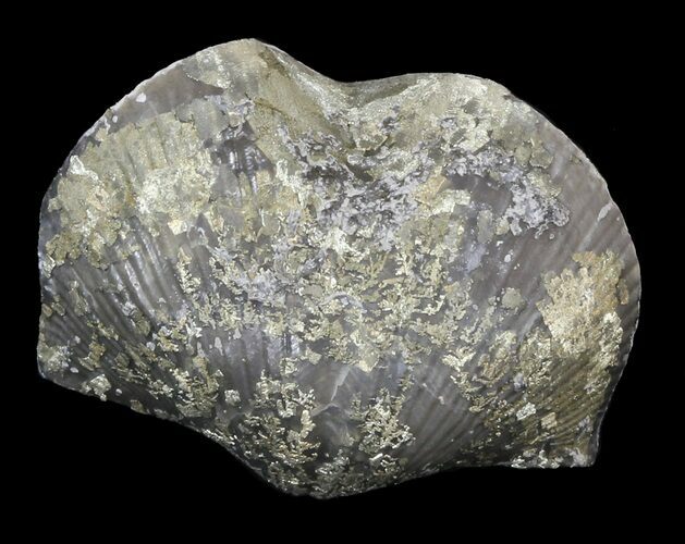 Pyrite Replaced Brachiopod (Paraspirifer) - Ohio #42840